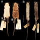 Specimens of the stilt mice studied in the new paper. The previously known species C. goslingi is on the left, and the newly described species C. lumumbai is on the right.